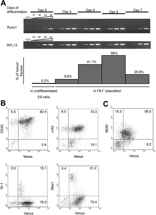 Figure 2. Venus YFP expression during ES cell differentiation on OP9 stroma. (A) RT-PCR analysis of endogenous Runx1 mRNA transcribed from proximal promoter P2, and corresponding Venus expression in undifferentiated ES cells and in Flk-1+ fraction of differentiated ES cells. Above the open elongated triangles are the numbers of PCR cycles; days of ES cell differentiation on OP9 cell layer are indicated. RPL13 indicates ribosomal protein 13 large subunit. (B) Venus expression in ES cell–derived myeloid hematopoietic cells. (C) Venus expression in ES cell–derived B cells.