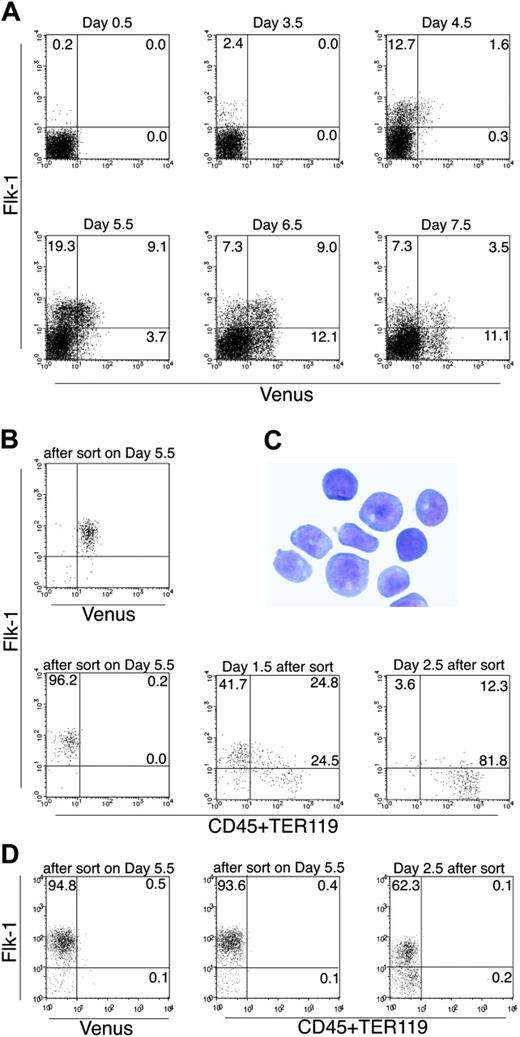 Figure 3. FACS analysis of Venus knock-in ES cells differentiating on OP9 stromal cells. (A) Runx1Venus/+ ES cells were cultured on OP9 cells and analyzed for the expression of Flk-1 and Venus by fluorescence-activated cell sorter (FACS) on the indicated days. (B) Flk-1+Venus+ cells were sorted on day 5.5 of differentiation and recultured on OP9 stroma. Expression of Flk-1, CD45, and TER119 on Venus+ cells was then analyzed using FACS on the indicated days. (C) Giemsa staining of Venus+ cells harvested on day 2.5 of differentiation of sorted Flk-1+Venus+ cells. All cells looked like immature hematopoietic cells of definitive hematopoietic origin. The image was captured with an Olympus DP50 microscope (× 40/0.75 NA objective lens) and DP control software (Olympus, Tokyo, Japan). (D) Flk-1+Venus- cells were sorted on day 5.5 of differentiation and cultured again on OP9 stroma. On day 2.5 after sorting, cells were harvested and stained for Flk-1, CD45, and TER119 and were analyzed by flow cytometry. Results shown are representative of 3 independent experiments. Error bars indicate standard deviation of duplicate experiments.