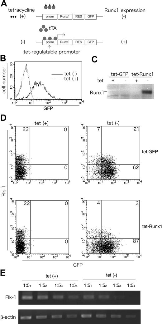 Figure 6. Tet-induced overexpression of Runx1 down-regulates Flk-1 in differentiating ES cells. (A) The construct and strategy of Tet-regulated expression of Runx1 in ES cells. The expression of Runx1 and IRES-linked GFP is driven by a Tet-regulated promoter suppressed by the addition of tetracycline (Tet-off system). (B-C) Inducible expression of GFP and Runx1 by the removal of Tet in undifferentiated ES cells. GFP expression was analyzed using FACS (B), and Runx1 expression was analyzed using Western blotting (C) 48 hours after Tet removal. (D-E) Inducible expression of Runx1 down-regulates Flk-1 expression during in vitro differentiation of ES cells. ES cells with Tet-inducible GFP constructs (top lane) or Tet-inducible Runx1-IRES-GFP constructs (bottom lane) were cultured on collagen type 4–coated dishes in the presence or absence of tetracycline and analyzed for Flk-1 and GFP expression by flow cytometry (D) and for Flk-1 expression by semiquantitative RT-PCR (E) on day 4.5 of differentiation. Results shown are representative of 3 independent experiments.