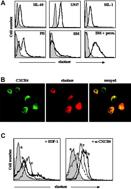 Figure 2. Cell-surface localization of elastase in AML cells. (A) Representative FACS analysis, determined using rabbit antielastase Abs and secondary anti-rabbit FITC Abs, of elastase expression on AML cell lines (U937, HL-60, and ML-1) and primary AML PB and BM cells. Staining with only secondary Abs is shown in grey. Elastase internal staining of BM AML cells was performed after cell permeabilization as described in “Materials and methods.” Perm. indicates permeabilization. (B) Immunofluorescence staining for membranal elastase and CXCR4 in primary PB AML cells. Original magnification, × 100. (C) Cell-surface expression of elastase on AML cells after incubation with SDF-1 or anti-CXCR4 Abs. BM-derived cells were treated with 200 ng/mL SDF-1 (left panel) and PB-derived cells with 10 μg/mL anti-CXCR4 Abs (right panel) for 3 hours and stained for elastase cell-surface expression. Control cells stained with only secondary anti-rabbit FITC Abs are shown with grey plain line (a); control cells stained with antielastase Abs, with bold black line (b); cells treated with SDF-1 or anti-CXCR4 for 3 hours, with thin black line (c); and cells treated with anti-CXCR4 for 16 hours, with dotted line (d).