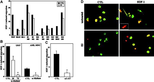 Figure 3. Elastase expression by AML cells affects their SDF-1-induced transwell migration. (A) In vitro transwell migration assay of AML cells either untreated (▪) or treated for 30 minutes with EI (10 μg/mL; □). The results show the percentage of migrated cells toward 125 ng/mL SDF-1 after 4 hours. The percent of migrating cells in the absence of SDF-1 (spontaneous migration) was deduced from the percent of migrating cells in the presence of SDF-1. Statistical significance of the inhibition from all samples taken together was P = .039. (B-C) U937 and primary AML cells were assayed for SDF-1-induced migration after pretreatment with neutralizing antielastase Abs (30 and 70 μg/mL) for 30 minutes (B) or α1-antitrypsin (100 μg/mL, α1-AT) (C). Results represent mean ± SE of 3 experiments with U937 cells and 2 patient samples done in duplicate; *P ≤ .03. (D) Immunocytochemical analysis of membranal elastase and CXCR4 localization in primary PB AML cells either untreated or pretreated with EI in the presence or absence of 200 ng/mL SDF-1. Merged images are shown. Original magnification, × 40. Insert shows a cell that acquired highly polarized morphology in the presence of SDF-1.