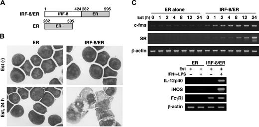 Figure 1. Macrophage differentiation by estradiol-inducible IRF-8/ER chimera in Irf-8-/- myeloid progenitor cells. (A) Diagram of the IRF-8/hormone-binding domain of the estrogen receptor (IRF-8/ER). (B) Wright-Giemsa–stained Irf-8-/- myeloid progenitor Tot2 cells transduced with a retrovirus carrying ER or IRF-8/ER (original magnification, × 1000). Cells were either left untreated or treated with 1 μM β-estradiol (Est) for 24 hours. (C) Semiquantitative RT-PCR analysis for macrophage differentiation-related genes. RNA from cells treated with 1 μM β-estradiol for the indicated time was subjected to semiquantitative RT-PCR for c-fms and scavenger receptor (SR) expression. Cells treated with 1 μM β-estradiol for 3 days were also analyzed for expression of IL-12p40, inducible nitric oxide synthase (iNOS), and Fcγ receptor I (FcγRI) transcripts. β-actin was used as the loading control.