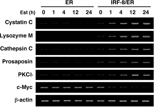 Figure 2. RT-PCR confirmation of IRF-8–inducible genes identified by microarray analysis. Tot2 cells transduced with ER or IRF-8/ER were treated with β-estradiol for the indicated time and analyzed for gene expression by semiquantitative RT-PCR.