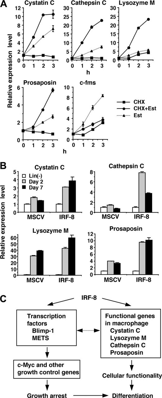 Figure 3. Direct activation of lysosomal/endosomal enzyme-related genes by IRF-8. (A) Effect of cycloheximide (CHX) on IRF-8/ER–mediated induction of the indicated genes. IRF-8/ER–transduced Tot2 cells were treated with β-estradiol (Est) and/or CHX (10 μg/mL). CHX was added 10 minutes before addition of β-estradiol. Transcript levels were quantified in duplicate by real-time RT-PCR. Data were normalized by GAPDH levels and shown as values relative to those in untreated cells (mean ± standard deviation). (B) Expression of the indicated genes in IRF-8–transduced bone marrow lin- cells. Irf-8-/- bone marrow lin- cells were cultured in the presence of SCF, IL-6, and IL-3 for 1 day and were transduced with MSCV–IRF-8 or control MSCV retrovirus on the following 2 days. Next day, cells were washed and reinoculated in the presence of SCF and M-CSF. Cells were harvested 2 and 7 days after addition of M-CSF. Transcript levels were determined as in panel A. (C) A model for transcriptional pathways activated by IRF-8. IRF-8 activates transcription regulators and macrophage proteases. IRF-8–induced transcription factors regulate their target genes, including those that regulate cell growth. The proteases are critical for the functionality of macrophages, and might also influence transcription factor activity.