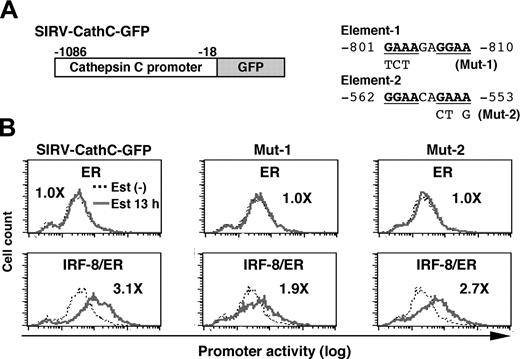Figure 5. Analysis of the cathepsin C promoter. (A) Diagram of SIRV-GFP reporter carrying the cathepsin C promoter. Sequences and mutations of element-1 and element-2 are shown on right. The numbers indicate the nucleotide positions relative to the start codon. (B) Cathepsin C promoter activity in live cells monitored by flow cytometry. The promoter activity was analyzed as in Figure 4B. Values represent fold changes in MFI caused by estradiol treatment.