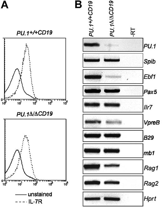 Figure 2. The effect of PU.1 deletion on IL-7Rα and EBF expression in pre-BII cells. (A) IL-7Rα expression on pre-BII cells. Pre-BII cells (B220+c-Kit-CD25+) from the bone marrow of PU.1Δ/ΔCD19 and PU.1+/+CD19 were analyzed for the expression of IL-7Rα by FACS. (B) Gene expression in pre-BII cells. Pre-BII cells were sorted by FACS, total RNA extracted, and gene expression analyzed by RT-PCR.