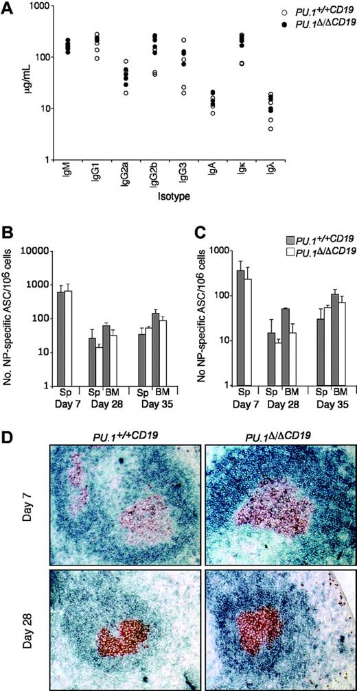 Figure 3. The effect of PU.1 deletion on B-cell function. (A) Immunoglobulin isotype levels in untreated mice. Sera from 8- to 12-week-old mice (n = 6 for each genotype) were analyzed for levels of IgM, IgG1, IgG2a, IgG2b, IgG3, IgA, Igκ, and Igλ by ELISA. PU.1+/+CD19 and PU.1Δ/ΔCD19 are shown in black and white circles, respectively. (B-C) Number of NP-specific IgG1 ASCs in bone marrow and spleen. PU.1+/+CD19 and PU.1Δ/ΔCD19 mice were immunized with 100 μg NP-KLH precipitated in alum and boosted at day 28 with 20 μg soluble NP-KLH. On the indicated day, spleens (Sp) and bone marrow (BM) were harvested and a known number of cells were cultured overnight on ELISPOT plates with high (B) or low (C) conjugation ratio NP-specific coat. Bound antibody was detected by incubating with IgG1-HRP and spots revealed with AEC substrate. The number of PU.1+/+CD19 and PU.1Δ/ΔCD19 ASCs are shown in gray and white, respectively. Numbers represent the mean ± standard deviation. (D) Germinal center formation. Spleens from mice were collected at day 7 and 28 following immunization. Sections were cut and stained for the germinal center B cells (GL7, red/brown) and follicular B cells (IgD, blue).