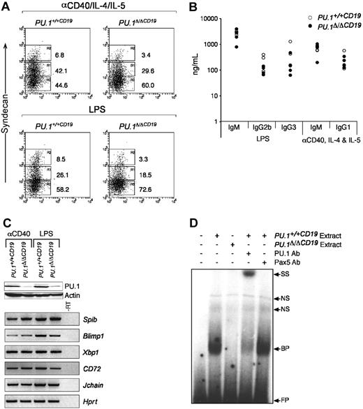 Figure 5. PU.1Δ/ΔCD19 B-cell response to anti-CD40 and LPS. (A) Syndecan-1 expression in B-cell cultures. Small naive B cells were isolated from spleens of PU.1+/+CD19 and PU.1Δ/ΔCD19 mice and cultured with either anti-CD40/IL-4/IL-5 or LPS for 3 days, after which the expression of syndecan-1 was assessed. (B) Expression of immunoglobulin isotypes by anti-CD40/IL-4/IL-5- or LPS-stimulated PU.1+/+CD19 and PU.1Δ/ΔCD19 B cells. B cells from PU.1+/+CD19 and PU.1Δ/ΔCD19 mice were cultured for 3 days, washed, counted, and a known number of cells reseeded and cultured overnight in fresh media containing no stimuli. The supernatants were then harvested and the level of the indicated immunoglobulin isotypes measured by ELISA. (C) Western and RT-PCR analysis of gene expression in PU.1+/+CD19 and PU.1Δ/ΔCD19 mice. (Top) Western hybridization of PU.1 in cells following 3 days of stimulation with anti-CD40/IL-4/IL-5 or LPS; β-actin is shown as a loading control. (Bottom) RT-PCR analysis of gene expression in PU.1+/+CD19 and PU.1Δ/ΔCD19 cells after 3 days of stimulation. Hprt is shown as a loading control, and a sample of PU.1+/+CD19 minus RT was used a negative control. (D) Electrophoretic mobility shift assays. Nuclear extracts were made from PU.1+/+CD19 and PU.1Δ/ΔCD19 B cells stimulated with LPS and incubated with a radiolabeled oligonucleotide representing the high-affinity PU.1 binding site from the SV40 promoter. Binding of PU.1 was confirmed by the addition of anti-PU.1 and anti-Pax5 antibodies. FP indicates free probe; BP, bound probe; NS, nonspecific; and SS, supershift.
