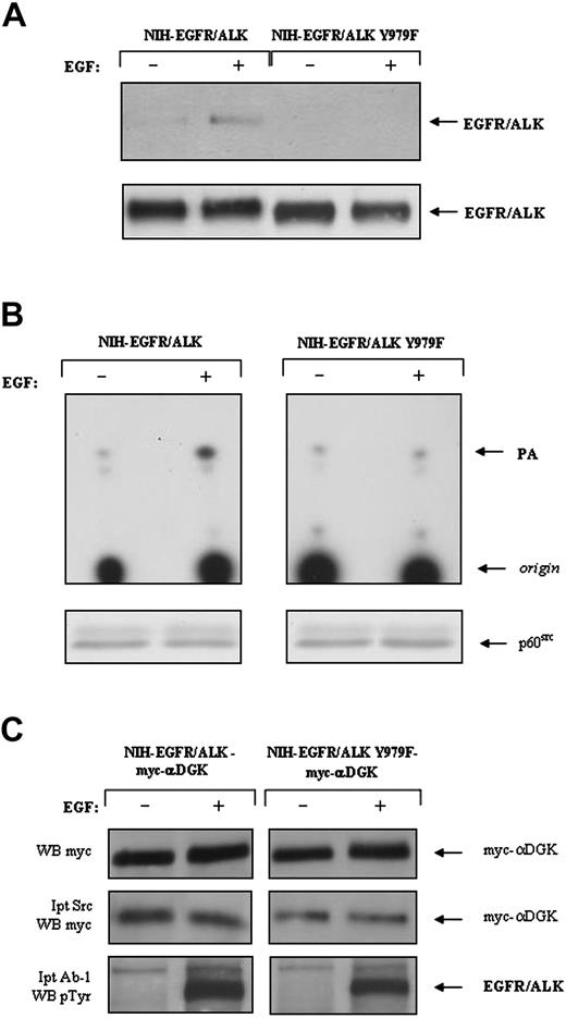 Figure 5. Association of αDGK protein and activity with p60src in NIH-EGFR/ALK and NIH-EGFR/ALK-Y979F cells. (A-B) NIH-EGFR/ALK and NIH-EGFR/ALK-Y979F cells, expressing comparable levels of receptors, were serum-starved for 18 hours and then either mock-treated or stimulated for 5 minutes at 37°C with 100 ng/mL EGF and lysed thereafter. (A) A 2-mg aliquot of total cellular proteins from each lysate was incubated with GST-p60src/SH2 (10-7 M) immobilized onto glutathione-agarose for 1.5 hours at 4°C. After extensive washing, proteins were electrophoresed on SDS-PAGE and immunoblotted with the anti-ALK monoclonal antibody (top panel). The same lysate (100 μg) was directly analyzed by immunoblot with the anti-ALK antibody (bottom panel). (B) Total cellular proteins (3 mg) were immunoprecipitated with an anti-p60src-specific antibody. Two thirds of each immunoprecipitate was subjected to in vitro DGK enzymatic activity as described in Figure 1 (top panel). The remainder of each immunoprecipitate was analyzed by immunoblot with p60src antibody (bottom panel). Comparable results were obtained in 3 different experiments. (C) NIH-EGFR/ALK and NIH-EGFR/ALK-Y979F cells were transiently transfected with the expression vector pMT2-myc-αDGK. Cell treatment and lysis were performed as described in Figure 3. Control (top panel) and p60src immunoprecipitates (middle panel) were analyzed for myc-αDGK protein by Western blot with anti-myc antibodies. Each lysate was also analyzed for proper receptor activation by immunoprecipitation with Ab-1 antibody, which recognizes the EGFR extracellular domain and subsequent Western blot with anti-phospho-Tyr antibodies (bottom panel). WB indicates Western blot.