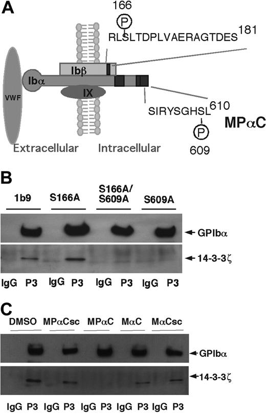 Figure 1. Disruption of 14-3-3ζ binding to GPIb-IX by mutagenesis and a novel inhibitor. (A) Schematic depicting GPIb-IX and the reported 14-3-3ζ binding sites (black boxes). Also shown is the GPIbα 14-3-3ζ binding sequence from which a novel membrane-permeable inhibitor of 14-3-3ζ-GPIbα interaction, MPαC, is derived. (B) CHO cells expressing wild-type, GPIb-IX (1b9), or GPIb-IX mutants bearing 14-3-3ζ binding disrupting mutations, S609A (GPIbα Ser609 to alanine mutation), S166A (GPIbβ Ser166 to alanine mutation), and S609A/S166A double mutations, were solubilized in Triton X-100 containing lysis buffer and immunoprecipitated with the anti-GPIbα antibody LJ-P3 (P3), or control IgG. The immunoprecipitates were immunoblotted with anti-GPIbα and anti-14-3-3ζ antibodies. (C) Platelets were preincubated with MPαC, control peptides (MαC, MPαCsc, or MαCsc), or DMSO. Platelets were then solubilized and immunoprecipitated with an anti-GPIbα antibody (P3). Immunoprecipitates were immunoblotted with anti-GPIbα and anti-14-3-3ζ antibodies.