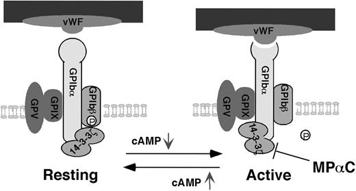Figure 7. A new toggle switch model for 14-3-3ζ-dependent regulation of VWF binding function of GPIb-IX. Intracellular cAMP levels regulate VWF-dependent platelet adhesion by controlling the 14-3-3ζ binding states in a way similar to a toggle switch. Disruption of 14-3-3ζ interaction with GPIbα inhibits activation of VWF binding function of GPIb-IX and thus platelet adhesion. GP indicates glycoprotein.