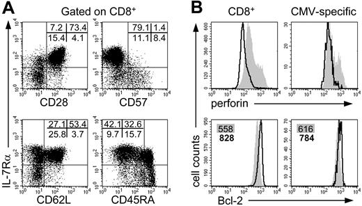 Figure 4. Phenotypic differences between IL-7Rα+ and IL-7Rα- cells. (A) Dot plots gated on total CD8+ T cells in which IL-7Rα is plotted against known markers for T-cell subset differentiation, CD28, CD62L, CD57, and CD45RA. Numbers indicate percentages within CD8+ T cells in the corresponding quadrants. (B) Overlay histograms of IL-7Rα- cells (shaded histogram) and IL-7Rα+ cells (black line) within total CD8+ T cells (left) or CMV-specific CD8+ T cells (right). Numbers indicate mean fluorescence intensity of perforin (top panels) and Bcl-2 (bottom panels). Representative results of flow cytometric analysis are shown from 4 independent measurements.