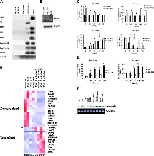 Figure 1. Increased growth and survival of EBV-positive HL cells expressing a limited repertoire of EBV genes is associated with the transcriptional up-regulation of autotaxin. (A) RT-PCR analysis demonstrates a pattern of virus gene expression in EBV-infected KM-H2 (KM-H2-Akata) cells predominated by expression of the EBERs, Qp-driven EBNA1, and the BamH1A transcripts. There was also very low-level transcription from Cp/Wp and associated low levels of EBNA2 and LMP2 transcripts in these cells. Neither LMP1 RNA nor protein (data not shown) could be detected in these cells. (B) Loss of EBER expression in 2 clones (SD3 and SD5) of EBV-negative L591 cells derived from the EBV-positive parental line by serial dilution. Quantitative PCR was also used to confirm the loss of the EBV genome from these cells (data not shown). Clone SD3 was used in later experiments. (C) (upper panels) WST1 assays showing relative metabolic activity (cell growth) of control cells (KMH2-neo) adjusted to a value of 1 compared with EBV-infected KM-H2 cells (KM-H2 + Akata) in 10% and 1% sera. A clear and significant difference in cell growth between control and EBV-infected cells is observed. (lower panels) Cell viability assays at 10% and 0.1% serum, demonstrating consistent and significant increases in the viability of EBV-infected KM-H2 cells compared with controls. ▪ indicates KM-H2-neo; and □, KM-H2 + Akata. (D) L591 SD3 cells showed dramatically reduced viability compared with EBV-positive parental L591 cells in 10% and 1% sera. Cell proliferation was similarly affected by EBV loss (data not shown). ▪ indicates L591; and □, L591-SD3. (E) Heat map showing gene expression differences across 4 replicates of EBV-negative KM-H2 cells and EBV-infected KM-H2 cells (KM-H2 Akata); 26 probe sets met the criteria of a positive or negative change of 2.5-fold or greater and a false discovery rate of 5% or less. Eleven probe sets were up-regulated and 15 were down-regulated after EBV infection. The most highly up-regulated probe set (mean fold increase, 4.16) was autotaxin (ENPP2). (F) Confirmation of increased autotaxin mRNA in EBV-infected KM-H2 (KM-H2 Akata) and L591 cells by RT-PCR analysis compared with EBV-negative parental KM-H2, KM-H2 neo control, and L591-SD3 cells. Other EBV-negative HL cell lines (L428, L540, L1236) and the EBV-transformed lymphoblastoid cell line X50-7 expressed lower levels of autotaxin mRNA.