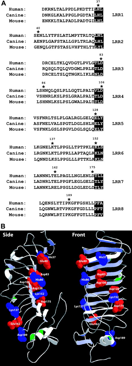 Figure 1. Location of GP Ibx mutations. (A) Alignment of the leucine-rich repeats (LRRs) of human, canine, and murine GP Ibα. The 11 conserved charged amino acids are indicated by asterisks. The β strands in the LRRs of GP Ibα are highlighted. (B) Location of residues mutated in the current study within the structure of the GP Ibα N-terminus. Acidic residues appear in red; basic residues appear in blue.