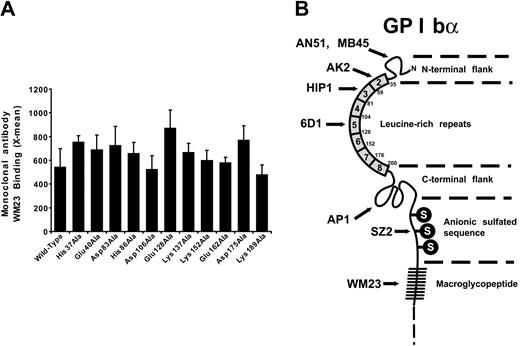 Figure 2. Surface expression of mutant GP Ibα and location of antibody epitopes. (A) Surface expression of GP Ibα in the cell lines tested was evaluated at the time of the functional studies by flow cytometry after the cells were labeled with antibody WM23. Error bar indicates SEM. (B) Schema showing the locations of the epitopes of antibodies used to evaluate the conformational consequences of the mutations.