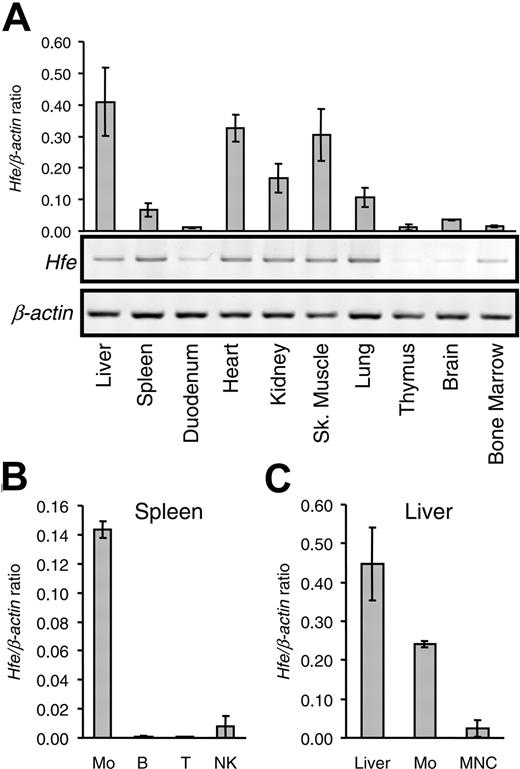 Figure 1. Analysis of Hfe gene expression. Hfe expression was analyzed in various organs and in isolated cell fractions from spleen and liver. (A) mRNA was isolated from various organs, as indicated, and was used to synthesize cDNA. Hfe mRNA expression was quantified by qRT-PCR and normalized to Actb (graph). The Hfe/Actb × 103 ratio is shown. Conventional RT-PCR products were visualized by ethidium bromide staining in 1.0% agarose gels. (B) Hfe mRNA expression in positively selected splenic macrophages (Mo), B lymphocytes (B), T lymphocytes (T), NK cells, and (C) whole liver (liver), liver macrophages (Mo), and mononuclear cells (MNC) assessed by qRT-PCR and normalized to Actb. The Hfe/Actb × 103 ratio is shown. Results are presented as mean ± SD (n = 3 mice per organ or cell isolate).