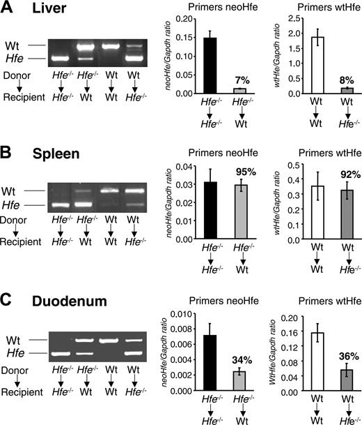 Figure 3. Engraftment of bone marrow-derived cells in the liver, spleen, and duodenum. Total RNA was isolated from the (A) liver, (B) spleen, and (C) duodenum 14 weeks after BMT and was used to synthesize cDNA. (left) cDNA was PCR amplified with one set of primers spanning exons 3 and 6 of the mouse Hfe gene (primers Hfe) and the products were visualized by ethidium bromide staining in 1.0% agarose gels. In Hfe-/- → wt mice, but not in wt → wt mice, the amplification product of donor Hfe-/- mice (Hfe, 499 bp) appears in wt recipient mice (wt, 775 bp) after transplantation. Conversely, in wt → Hfe-/- mice, but not in Hfe-/- → Hfe-/- mice, the amplification product of donor wt mice (wt, 775 bp) appears in Hfe-/- recipient mice (Hfe, 499 bp) after transplantation. One representative mouse is shown per BMT group. (right) Quantification of donor Hfe mRNA by qRT-PCR and normalized to Gapdh. Two distinct sets of primers were used—neoHfe and wtHfe—shown separately in the graphs. neoHfe/Gapdh × 103 and wtHfe/Gapdh × 103 ratios are presented. Results are mean ± SD (n = 6-12 mice per group).