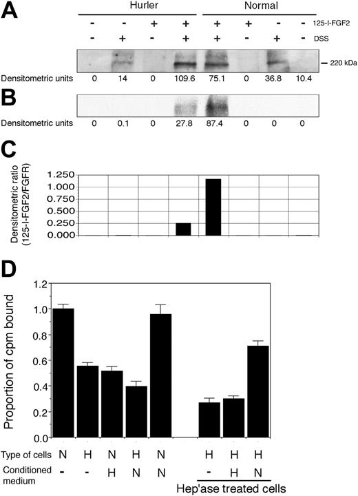 Figure 4. (A-C) Binding of 125I-FGF-2 to MAPC cell-surface receptors. Binding of 125I-FGF-2 to FGFR1 in presence of cell-surface HS. The binding of 125I-FGF-2 to FGFR1 on normal and Hurler MAPCs was determined as described in “Materials and methods.” Briefly, normal or Hurler MAPCs were incubated with 125I-FGF-2 to induce binding to cell-surface receptors. Cell lysates were prepared and subjected to SDS-PAGE. FGFR1 was visualized by Western immunoblotting, and 125I-FGF-2 by autoradiography. In the control lanes, either 25I-FGF-2, DSS, or both were omitted, as shown. The densitometric intensity of the band in each lane is shown below the respective lanes. (A) Western immunoblotting with anti-FGFR1 antibody, demonstrating comparable expression of FGFR1 by normal and Hurler MAPCs. (B) Autoradiograph of the same membrane for 125I-FGF-2, demonstrating colocalization of FGFR1 and 125I-FGF-2. (C) The extent of binding of 125I-FGF-2 to FGFR1 determined by densitometry was expressed as a ratio of 125I-FGF-2 to FGFR1 (B/A). (D) 125I-FGF-2 binding to cell-surface receptors on normal and Hurler MAPCs. The binding of 125I-FGF-2 to normal and Hurler MAPC monolayers was examined as described in “Materials and methods.” The counts per minute (cpm) bound (specific binding) were corrected for the number of cells in each well, and then expressed as the proportion of cpm bound to normal MAPC/105 cells/well. Data are from 2 to 3 independent experiments with replicates. N: normal; H: Hurler; hep'ase: heparitinases I and III. Significance of differences between conditions is described in “Results.”