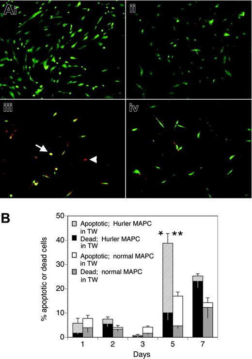 Figure 6. Apoptosis of Hurler MAPCs in presence of FGF-2. (A) Apoptosis was determined in Hurler MAPCs grown on coverslips placed in 6-well plates. Color definitions are as follows: green indicates viable cells; yellow, apoptotic cells (arrow); red, dead cells (arrowhead). Images were acquired on an Olympus BX60 fluorescent microscope using an UPlanApo 10×/0.4 dry objective lens at room temperature (final magnification, × 100). Fluorochromes were Cy3 (red) and 6-CF (green). Multiple fields were photographed using an Olympus U-ULS100HG digital camera system and SPOT 2.12 software (Diagnostics Instruments). Red and green images were merged and the composite figure made using Adobe Photoshop CS software. (i) Normal MAPCs grown on coverslips in standard MAPC medium (containing serum, EGF, and PDGF-BB). (ii) Hurler MAPCs grown on coverslips in standard MAPC medium (as in panel i). (iii) Hurler MAPCs grown on coverslips in FGF-2–supplemented serum-free medium, in presence of Hurler MAPCs in Transwells (TW) for 5 days. (iv) Hurler MAPCs grown on coverslips in FGF-2–supplemented serum-free medium, in presence of normal MAPCs in Transwells for 5 days. (B) Apoptotic and dead cells on the coverslips in the lower chambers of wells were counted on the indicated days after changing to FGF-2–supplemented serum-free medium and placement of Transwells with either Hurler or normal MAPCs. Data in the columns show the percentages of apoptotic and dead cells (upper and lower sections of the columns, respectively). The total height of the columns indicates the percentages of apoptotic and dead cells. The upper and lower error bars indicate the standard error (SE) of the mean for apoptotic and dead cells, respectively. Comparison between wells with Hurler MAPCs in the Transwells versus wells with normal MAPCs in Transwells: *P < .02 for apoptotic cells; **P < .05 for apoptotic and dead cells.