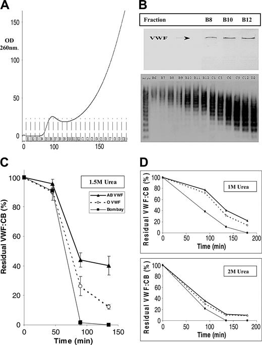 Figure 2. Purification of Bombay VWF and susceptibility to ADAMTS13 proteolysis. To investigate further the mechanism underlying the low plasma VWF:Ag levels associated with the Bombay phenotype, we purified HMW-VWF from 2 individual Bombay subjects and from normal pooled group AB and group O plasmas. (A) Serial analysis of eluate fractions from the Sepharose CL-2B gel filtration column demonstrated that VWF began to elute in fraction B6. OD indicates optic density. (B) Analysis of the early fractions (B6-B9) by sodium dodecyl sulfate–polyacrylamide gel electrophoresis (SDS-PAGE) under reducing conditions followed by silver staining demonstrated a single major protein band at 250 kDa consistent with monomeric VWF. Multimer analysis showed that fractions also contained predominantly HMW-VWF. (C) In order to investigate susceptibility of HMW-VWF to ADAMTS13 proteolysis, comparable eluate fractions (range, B7-B9) were chosen for group AB, group O, and Bombay VWF purifications, containing comparable HMW-VWF. These were incubated with recombinant human ADAMTS13 (5-20 nM) at 1.5-M urea concentration, and rate of VWF cleavage was assessed by determining the rate of fall in VWF:CB. Results (mean of 6 experiments ± SEM) are expressed as a percentage residual collagen-binding activity. In some cases, the SEM cannot be seen due to its small size. After 90 minutes of incubation, the rates of proteolysis between groups AB, O, and Bombay were significantly different (O versus AB, P < .01; Bombay versus O, P < .01; and Bombay versus AB, P < .001). (D) The effect of ABO on susceptibility of VWF to ADAMTS13 proteolysis was investigated at different concentrations of urea (0.5 to 4 M). As urea concentration was raised from 0.5 M to 2 M, the rate of VWF proteolysis increased for each blood group. However, the difference between AB, O, and Bombay HMW-VWF, which was most marked at 1.5 M urea, became progressively less apparent as urea concentration was increased. In the presence of 4 M urea, proteolysis of HMW-VWF by ADAMTS13 was inhibited (data not shown).
