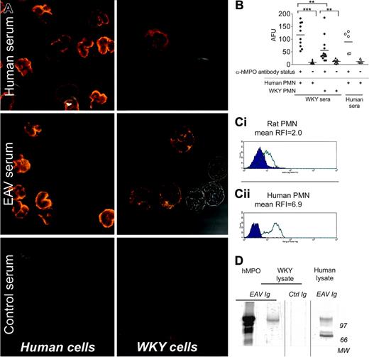Figure 1. Sera from hMPO and HSA-immunized WKY rats bind to WKY and human neutrophils. (A) Human and WKY rat PMNs were indirectly stained with sera (1:20) from hMPO (EAV) or HSA-immunized (control) rats, and sera from patients with AASV and observed by confocal microscopy (× 63; UplanApo 63×/1.20 water dipping). Representative of 5 experiments involving 5 to 13 separate sera. (B) Cells were stained as in panel A, and fluorescence intensity was quantified using Image-Pro plus software. Circles indicate anti-hMPO-positive sera; triangles, anti-hMPO-negative sera. Statistically significant differences are shown by asterisks, **P < .01 and ***P < .001. AFU indicates arbitrary fluorescence unit. (C) Rat leukocytes were incubated with Ig prepared from EAV rats (open curves) or control rats (filled curves). Both surface and intracellular antigens were stained sequentially, and rat PMNs were identified based on side scatter profile and binding of anti-HIS48 monoclonal antibody (mAb). Panels Ci and Cii represent cells stained with control Ig (closed curves) or EAV Ig (open curves) on rat and human PMNs, respectively. Results are representative of 4 separate experiments. (D) Lysates of WKY rat and human leukocytes were prepared and analyzed by Western blotting. (Lane 1) Purified hMPO incubated with pooled Ig from rats with EAV. (Lane 2) WKY rat leukocyte lysate incubated with pooled Ig from rats with EAV. (Lane 3) WKY rat leukocyte lysate incubated with pooled Ig from control rats. (Lane 4) Human PMN lysate incubated with pooled Ig from rats with EAV. Separate blots are indicated by vertical lines.