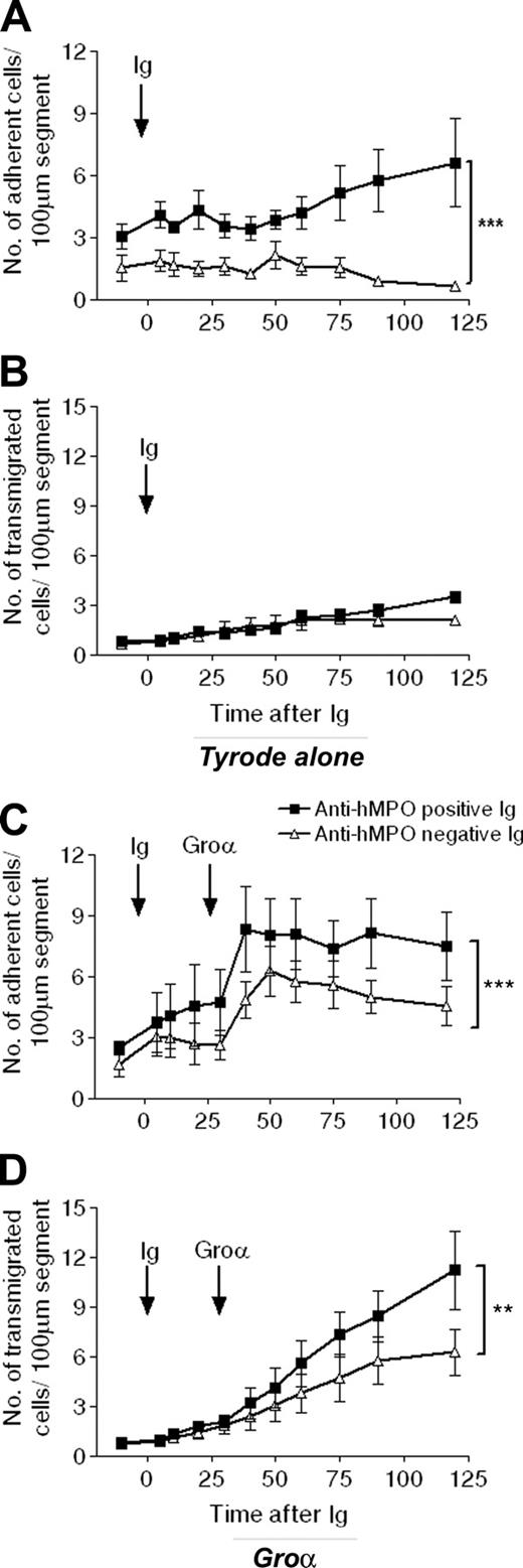 Figure 6. Passive transfer of ANCA-rich immunoglobulin enhances microvascular responses in naive WKY rats. Intravital microscopy was performed on naive WKY rats following intravenous administration of 20 mg/kg pooled anti-hMPO-positive Ig (▪) or control Ig (▵), and leukocyte responses of adhesion (A,C) and transmigration (B,D) were measured for up to 2 hours. In some rats, after 30 minutes, the Tyrode mesenteric superfusion was changed to superfusion with 3 × 10-9 M CXCL1 (C,D), which was maintained for a further 90 minutes. The data represent the mean ± SEM, n = 5 separate rats in CXCL1 groups and n = 3 to 4 in Tyrode groups. Statistically significant differences between groups of rats are shown by asterisks, **P < .01, and ***P < .001.