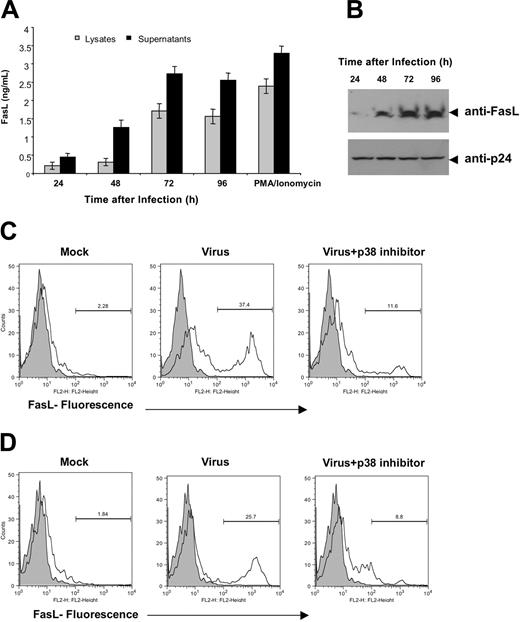 Figure 2. p38 MAPK activation is required for HIV-induced FasL expression. (A) HIV-1-mediated FasL induction in HIV-1-infected cells. Quantification of FasL expression in human PBMCs infected with HIV-1 NL4-3 virus. Cell lysates or supernatants were prepared at the indicated times after infections. As a control, mock cells were stimulated with phorbol myristate acetate (PMA, 10 ng/mL) plus ionomycin (500 ng/mL) to induce FasL expression as described in “Materials and methods.” Results are expressed in concentration to demonstrate that the assay detects both forms of FasL. Data represent the mean ± standard deviation from triplicate samples derived from 1 of 3 independent experiments. (B) Immunoblot analysis of FasL expression. Total cellular proteins were prepared from the groups described in panel A. Protein lysates were blotted with anti-FasL-specific antibody or anti-p24gag (bottom) to confirm the FasL expression and monitor viral infection status. (C-D) FasL induction is blocked by p38 inhibitors. PBMCs (C) or Jurkat T cells (D) were infected with HIV-1 NL4-3 virus in the presence or absence of 1 μM p38 inhibitor RWJ67657. At 48 hours after infection, FasL expression was measured by flow cytometry, and analysis was performed on a gated low forward scatter and CD24(HSA)-positive cells using FasL-specific antibody. It is noteworthy that the p38 inhibitor strongly blocks FasL induction in both cell types tested. Data shown are representative of 1 of 3 independent experiments. Histograms show the indicated surface marker, and filled histograms represent the isotype-matched control antibodies.