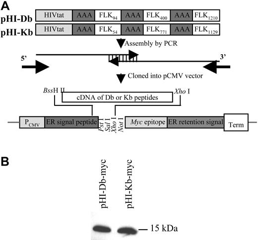 Figure 1. Construction of the FLK-1 DNA minigene vaccine. (A) Minigenes encoding the HIVtat translocation peptide, a spacer (AAA), and murine FLK-1 H-2Db– and Kb-restricted epitopes (pHI-Db or pHI-Kb, respectively), were assembled by polymerase chain reaction (PCR) with overlapping oligonucleotides as templates. Db-restricted epitopes include FLK94: RVVGNDTGA; FLK400: VILTNPISM; FLK1210: FHYDNTAGI. Kb-restricted epitopes include FLK54: RGQRDLDWL; FLK771: VIAMFFWLL; FLK1129: TTPEMYQTM. The PCR fragments generated were cloned into a pCMV vector at C-terminal of ER signal peptide (endoplasmic reticulum) by using BssH II and XhoI restriction sites. (B) Proteins encoded by minigenes were expressed in mammalian cells. This was indicated when 293T cells were transfected with either pHI-Db-myc or pHI-Kb-myc for 24 hours, harvested, lysed, and analyzed by Western blotting with anti-myc monoclonal antibody.