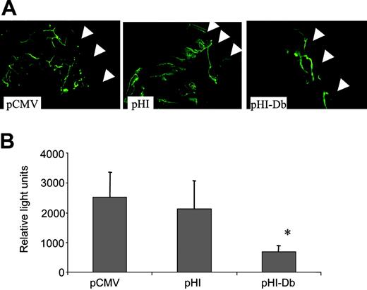 Figure 4. The pHI-Db minigene vaccine induced suppression of angiogenesis determined by Matrigel assay. Quantification of vessel growth and staining of endothelium was determined by fluorometry and confocal microscopy, respectively, using FITC-labeled isolectin B4. (A) Representative Matrigel plugs were examined by confocal microscopy (original magnification × 200; 1.3 NA). The arrows indicate the borders of the Matrigel plug. (B) The average fluorescence of Matrigel plugs from each group of mice is depicted by the bar graph (n = 4; mean + SD). *P < .05 pCMV or pHI groups. The experiment was repeated once with similar results.