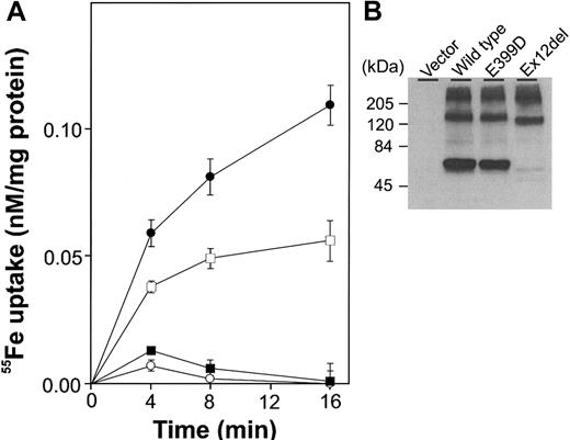 Figure 1. Function of mutant forms of SLC11A2. (A) HEK293T cells were transiently transfected with wild-type SLC11A2 (•), exon-12-deleted SLC11A2 (▪), E399D SLC11A2 (□) or vector alone (○). 55Fe uptake experiments were carried out twice, in duplicate or triplicate, as described previously.3 A representative experiment is shown. (B) Immunoblot analysis was performed with an anti-FLAG M2 monoclonal antibody (Sigma, Saint Louis, MO) recognizing an epitope tag.
