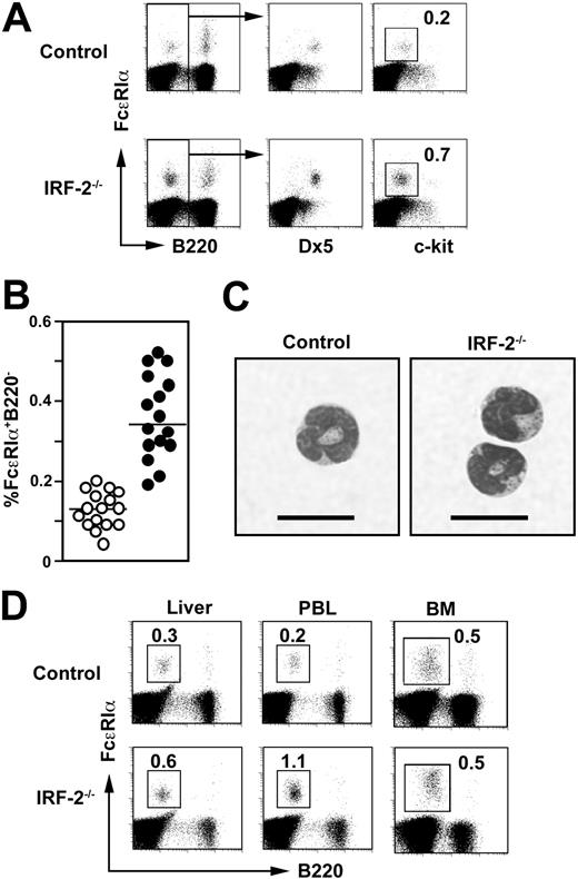 Figure 2. Expansion of basophils in IRF-2-/- mice. (A) Flow cytometry for splenic basophils (FcϵRIα+Dx5+c-kit-B220-). Numbers represent the percentages of c-kit- cells within B220- cells. (B) Percentages of FcϵRIα+B220- cells in the spleen derived from control (○) and IRF-2-/- (•) mice, representing 16 litters. Values are significantly different between these 2 groups of mice (P < .001). (C) Morphology of freshly isolated basophils. Bars = 10 μm. (D) Mononuclear cells derived from the liver, peripheral blood (PBL), or BM were stained as in panel A. Numbers represent the percentages of FcϵRIα+B220- cells.