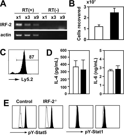 Figure 5. IRF-2 acted as a negative regulator of IL-3–induced proliferation on basophils. (A) IRF-2 messages in highly purified (> 95% pure) basophils from wild-type mice were examined by reverse transcription-polymerase chain reactions on serially diluted RNA preparations. Reverse transcriptase was not added in control amplifications (RT(-)). (B) BM cells from control (□) and IRF-2-/- (▪) mice were cultured in vitro in the presence of IL-3. The numbers of c-kit-FcϵRIα+ cells recovered on day 13 were enumerated. Data represent the means and SD of duplicated cultures. (C) BM cells prepared from B6-Ly5.1 and IRF-2-/- (Ly5.2) mice were mixed 1:1 and cultured as in panel B. On day 13, Ly5.2 expression was examined in c-kit-FcϵRI+ cells recovered from the cultures. Representative of 3 independent cultures. (D) Highly purified basophils (> 95%) prepared from control (□) or IRF-2-/- mice (▪) were stimulated with IL-3 for 24 hours, and the production of IL-4 and IL-6 was examined. Cumulative data were obtained from 2 independent trials, showing the means of 4 independent cultures and SD. (E) Basophils enriched from the BM were stimulated with IL-3 and basophils (Dx5+NK1.1-) were stained for phospho-Stat5 and phospho-Stat1. Open and filled histograms represent unstimulated and stimulated basophils, respectively.