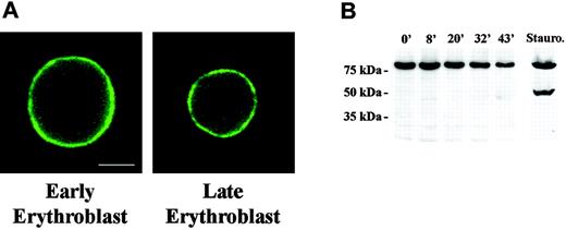 Figure 1. Distribution and Western blot analysis of Lamin B in erythroid progenitors. (A) Fluorescence micrograph of early and late mouse erythroblasts from freshly harvested bone marrow labeled with antilamin. The pattern of rim staining was similar in early and late erythroblasts. Bar is 2.5 μm. (B) Western blot analysis of FVA-cell lysates obtained from cells cultured from 0 hour to 43 hours. Gel lanes were loaded with equivalent cell numbers and blot probed with anti-lamin B. Immunoreactive bands of lamin B were observed at 69 kDa; no apoptotic products were detected. A staurosporine-treated sample of FVA cells, serving as positive control for apoptosis, showed the classic apoptotic 49-kDa lamin B cleavage product.