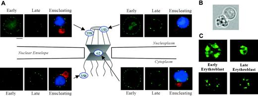 Figure 2. Immunofluorescent localization of various nuclear pore and spliceosome proteins in erythroid progenitors. (A) Diagram illustrating localization within nuclear pore structure of proteins probed with specific fluorescent antibodies: Nup153 and Tpr (nucleoplasmic basket), Nup62 (central transporter), and Nup358 (cytoplasmic fibrils). Fluorescence micrographs show early and late mouse erythroblasts from freshly harvested bone marrow labeled with antibody to Nup153, Tpr, Nup62, or Nup358 (green). Micrographs of enucleating erythroblasts show cells stained for erythroid-specific marker Glycophorin A (GPA) (Ter119, red), nuclear pore (green), and DNA (Hoechst, blue). Nuclear pore proteins exhibit a more uniform rim fluorescence in early erythroblasts, but then they redistribute to form an irregular punctuate pattern in late and enucleating erythroblasts. Bar is 2.5 μm. (B) Bright-field micrograph of a live enucleating erythroblast, freshly harvested from mouse bone marrow, that was identified by positive staining for erythroid-specific marker GPA and DNA. In the paraformaldehyde-fixed antibody and Hoechst-stained enucleating cells shown in panel A, reticulocytes are smaller than extruding nuclei because of a decrease in reticulocyte volume secondary to fixation. In the live-cell image, the nascent multilobulated reticulocyte and extruding nucleus appear similar in size. Because the reticulocyte is multilobulated, a visual comparison in size to the spherical nucleus can be misleading. In an earlier report we determined the surface area of multilobular young reticulocytes and extruding nuclei to be 83 μm2 and 60 μm2, respectively.45 (C) Micrographs of early and late erythroblasts probed with anti-Sm (top panels; green) and anti-SC35 (bottom panels; green) show that these spliceosome components maintain their irregular nucleoplasmic cluster patterns in late-stage erythroblasts. Bar is 2.5 μm.
