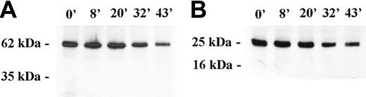 Figure 3. Western blot analysis of Nup62 and Sm proteins during erythropoiesis. Western blot analysis of FVA-cell lysates obtained from cells cultured from 0 hour to 43 hours. Gel lanes were loaded with equivalent cell numbers and blot probed with (A) mAb414 against Nup62 and (B) anti-Sm. Immunoreactive bands of Nup62 and Sm were observed at 62 kDa and 29 kDa, respectively; no apoptotic cleavage products were detected.