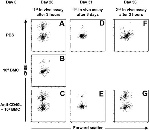 Figure 1. Anti-CD40L mAb treatment prevents the onset of a memory T-cell response. At day 0, 3 groups of C57BL/6 mice were given injections with PBS (n = 5), 106 BALB/c BMCs (n = 5), or 106 BALB/c BMCs in combination with anti-CD40L mAb (n = 5). At day 28, an in vivo cytotoxicity assay was performed and peripheral-blood samples were collected 3 hours and 3 days later. The C57BL/6 mice initially treated with PBS eliminated 32.3% ± 4.0% of the CFSE-labeled BALB/c splenocytes within 3 hours (A) and 96.4% ± 1.4% within 3 days after infusion (D). The C57BL/6 mice initially treated with 106 BALB/c BMCs eliminated 96.8% ± 3.2% of the CFSE-labeled BALB/c splenocytes within 3 hours after infusion (B), and the C57BL/6 mice initially treated with anti-CD40L mAb and 106 BALB/c BMCs eliminated 25.6% ± 3.7% of the CFSE-labeled BALB/c splenocytes within 3 hours (C) and 96.9% ± 1.5% within 3 days after infusion (E). At day 56, 4 weeks after the first in vivo cytotoxicity assay, a second in vivo cytotoxicity assay was performed. The C57BL/6 mice initially treated with PBS eliminated 99.2% ± 0.6% of the CFSE-labeled BALB/c splenocytes within 3 hours after infusion (F). The C57BL/6 mice initially treated with anti-CD40L mAb and 106 BALB/c BMCs eliminated 39.1% ± 5.5% of the CFSE-labeled BALB/c splenocytes within 3 hours (G). For each group a representative dot plot is displayed.