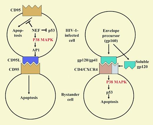 Dual involvement of p38 MAP kinase (p38 MAPK) in HIV-1–induced apoptosis. p38 can be activated in the HIV-1–infected cell by Nef or by Env in a bystander cell and triggers distinct proapoptotic pathways.