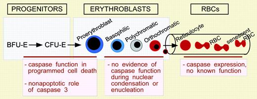 Caspases have potential roles at early and possibly late stages of erythroid differentiation, but not as morphologically distinguishable erythroblasts undergo progressive nuclear condensation and enucleation.