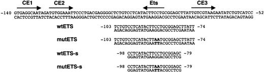 Figure 1. Transcription factor-binding motifs in the FCAR promoter and oligonucleotides used for EMSA. Binding sequences for Ets and C/EBP family members (CE1, CE2, and CE3) in the regulatory region of the FCAR gene are indicated by arrows. The numbers indicate nucleotide positions relative to the translation initiation ATG at +1. Wild-type oligonucleotides between -103 and -74 (wtETS) and between -98 and -79 (wtETS-s) used in EMSA contain an Ets-binding site. Specific base pair substitutions used to mutate the Ets-binding site in mutant oligonucleotides (mutETS and mutETS-s) are indicated in bold.