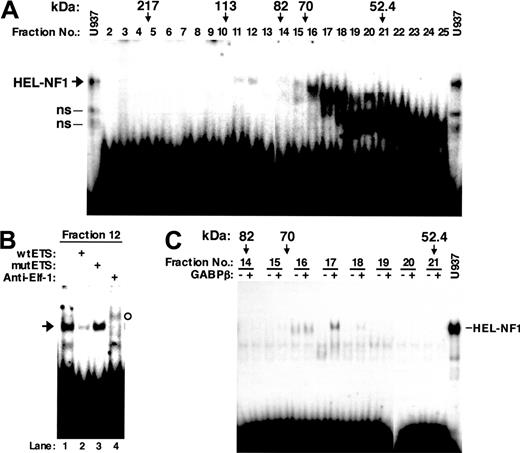 Figure 3. DNA binding of renatured nuclear proteins fractionated by SDS-PAGE. U937 nuclear proteins were separated by SDS-PAGE. The gel was cut crosswise in fractions on the basis of molecular weight, and the nuclear proteins were eluted and renatured. (A) Distribution of DNA-binding activity in gel size-fractionated nuclear proteins. Renatured proteins (10 μL) from different molecular weight fractions were analyzed by EMSA using the labeled FCAR Ets oligonucleotide (wtETS). The molecular weights indicated correspond to molecular weight size markers (Prestained SDS-PAGE Standard; Bio-Rad, Hercules, CA) run alongside the nuclear extract. U937, one third of the binding reaction with 6 μg U937 nuclear extract was applied to the electrophoresis. ns indicates nonspecific bands identified previously.27 (B) DNA-binding specificity and supershift EMSA of size-fractionated nuclear factors that bind to the FCAR Ets site. Renatured proteins (6 μL) from fraction 12 were analyzed by EMSA using the labeled FCAR Ets oligonucleotide (wtETS) in the absence (lane 1) or presence of 100-fold molar excess of unlabeled wild-type (lane 2) and mutant FCAR Ets oligonucleotide competitors (mutETS) (lane 3), or 2 μg antibody against Elf-1 (lane 4). Arrow indicates the binding complex comigrating with HEL-NF1. The supershifted band is indicated by open circle. (C) DNA binding of gel size-fractionated nuclear proteins in the presence of the GABPβ subunit. The indicated SDS-PAGE fractions (10 μL) were incubated with the labeled wtETS-s oligonucleotide in the absence (-) or presence of 1 μL in vitro-translated GABPβ (+). U937, one third of the binding reaction with 6 μg U937 nuclear extract was applied to the electrophoresis.