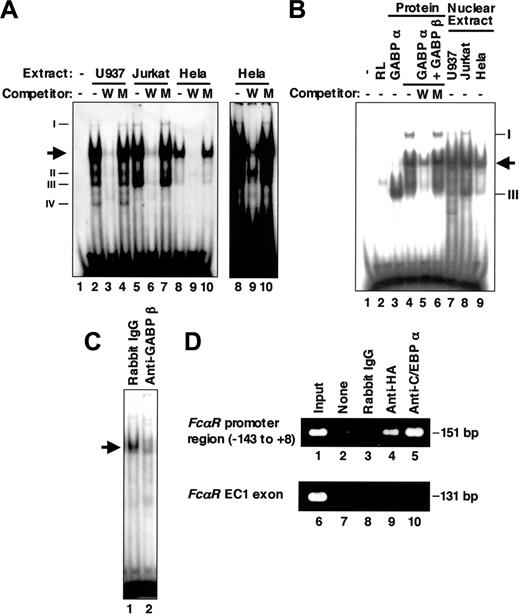 Figure 4. GABP binds to the FCAR promoter Ets-binding site. (A) EMSA of the FCAR promoter Ets-binding site using nuclear extracts. The labeled double-stranded oligonucleotide corresponding to the FCAR promoter sequence from -98 to -79 (wtETS-s) was incubated without (lane 1) and with 6 μg nuclear extracts from U937 (lanes 2-4), Jurkat (lanes 5-7), and HeLa cells (lanes 8-10) in the absence (lanes 1, 2, 5, and 8) or presence of 100-fold molar excess of unlabeled wild-type (wtETS-s; W) (lanes 3, 6, and 9) and mutant FCAR Ets oligonucleotide competitors (mutETS-s; M) (lanes 4, 7, and 10). Arrow indicates the location of HEL-NF1. Newly detected binding species (complexes I, II, III, and IV) are also indicated on left. Right panel shows long exposure of lanes 8 to 10 to show complex I. (B) EMSA of the FCAR promoter Ets-binding site using in vitro-translated GABP. The labeled double-stranded oligonucleotide corresponding to the sequence from -98 to -79 (wtETS-s) was incubated without (lane 1) and with 1 μL unprogrammed reticulocyte lysate (lane 2), 1 μL in vitro-translated GABPα (lane 3), 1 μL each of in vitro-translated GABPα and GABPβ (lanes 4-6), or 6 μg nuclear extracts from U937 (lane 7), Jurkat (lane 8), and HeLa cells (lane 9) in the absence (lanes 1-4, 7-9) or presence of 100-fold molar excess of unlabeled wild-type (wtETS-s; W) (lane 5) and mutant FCAR Ets oligonucleotide competitors (mutETS-s; M) (lane 6). Arrow indicates the location of HEL-NF1. Complexes I and III detected in nuclear extracts are also indicated on right. (C) Supershift EMSA of U937 nuclear extracts using the FCAR promoter Ets-binding site. The labeled double-stranded oligonucleotide corresponding to the sequence from -98 to -79 (wtETS-s) was incubated with 6 μg nuclear extracts from U937 cells in the presence of rabbit IgG (lane 1) or 1 μL antiserum against GABPβ (lane 2). Arrow indicates the location of HEL-NF1. (D) ChIP assay of HA-tagged GABPα binding in vivo. Crosslinked protein-DNA complexes from U937/HA-GAα cells were immunoprecipitated without antibody (lanes 2 and 7), with control rabbit IgG (lanes 3 and 8), and with antibodies against HA (lanes 4 and 9) and C/EBPα (lanes 5 and 10), and they were analyzed by PCR using primers corresponding to the FCAR promoter region from -143 to +8 (lanes 1-5) and a region within the FCAR EC1 exon (lanes 6-10). Positive control is chromatin prior to immunoprecipitation (lanes 1 and 6).
