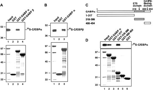 Figure 6. C/EBP proteins physically interact with GABPα. (A) In vitro-translated 35S-C/EBPα protein was mixed with GST alone (lane 2), GST-fused GABPα protein (lane 3), and GST-fused GABPβ protein (lane 4). The proteins bound to each GST-fusion protein beads were analyzed by SDS-PAGE and autoradiography (top); lane 1 shows 5% of the input 35S-C/EBPα; the molecular weight markers (Prestained SDS-PAGE Standard; Bio-Rad) are shown (left). The input GST-fused proteins were analyzed by SDS-PAGE and Coomassie blue staining (bottom); the molecular weight markers are shown in lane 1. (B) In vitro-translated 35S-C/EBPβ protein was mixed with GST alone (lane 2) and GST-fused GABPα protein (lane 3). The proteins bound to each GST-fusion protein beads were analyzed by SDS-PAGE and autoradiography (top): lane 1 shows 5% of the input 35S-C/EBPβ; the molecular weight markers (Prestained SDS-PAGE Standard; Bio-Rad) are shown (left). The input GST-fused proteins were analyzed by SDS-PAGE and Coomassie blue staining (bottom); the molecular weight markers are shown in lane 1. (C) Schematic structure of GST-fused GABPα deletion mutants. ETS domain indicates E26 transformation-specific domain. (D) In vitro-translated 35S-C/EBPα protein was mixed with GST-fused GABPα protein (lane 2), the indicated GST-fused GABPα deletion mutants (lanes 3-5), and GST alone (lane 6). The proteins bound to each GST-fusion protein beads were analyzed by SDS-PAGE and autoradiography (top); lane 1 shows 5% of the input 35S-C/EBPα. The input GST-fused proteins were analyzed by SDS-PAGE and Coomassie blue staining (bottom); the molecular weight markers are shown in lane 1.