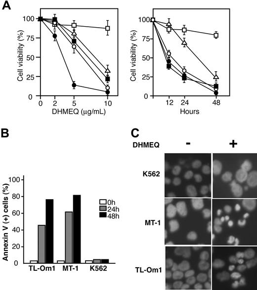 Figure 2. DHMEQ induces apoptosis in ATL-derived cell lines. (A) Results of dose-response and time-course experiments. Relative levels of cell viability of DHMEQ-treated ATL-derived cell lines compared with those treated with DMSO. Mean and SD of triplicate experiments are presented. TL-Om1, MT-1, KK-1, and ST-1 are ATL-derived cell lines; K562, an uninfected cell line used as a control. □ indicates K562;▵, TL-Om1; ▪, MT-1; ○, KK-1; •, ST-1. (B) Induction of apoptosis by DHMEQ. Cells were treated with 10 μg/mL DHMEQ for indicated time periods and binding of FITC-conjugated annexin V was analyzed by flow cytometry. Representative results of 3 independent experiments are shown. (C) Hoechst 33342 staining of the cells. Cells were treated with DHMEQ (10 μg/mL) or DMSO (0.1%) for 24 hours and stained by Hoechst 33342. Original magnification, × 600. Objective lens = 60×/1.4.