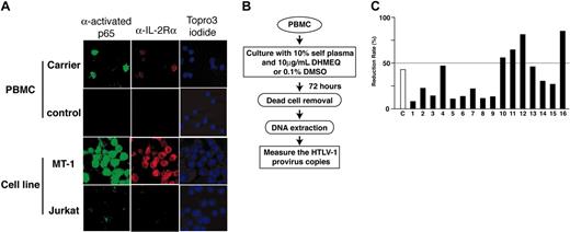 Figure 6. Reduction of HTLV-1 provirus load of PBMCs by DHMEQ. (A) Detection of NF-κB-activated cells with IL-2R expression in PBMCs of asymptomatic HTLV-1 carriers. Confocal immunofluorescence microscopy of PBMC samples (upper panels) and control cell lines (lower panels). Primary antibodies used are indicated on the top as well as the agent used for nuclear staining. Original magnification ×600. Objective lens, 60×/1.4. (B) The experimental protocol for measuring changes in the provirus copies after DHMEQ treatment of PBMCs. (C) Reduction of HTLV-1 provirus load in PBMCs by DHMEQ. Reduction rates of HTLV-1 proviral copies of DHMEQ-treated PBMCs of virus carriers are presented. Mixture of equal number of K562 and TL-Om1 cells served as a control (C).