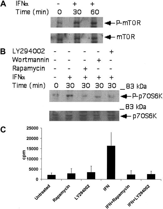 Figure 2. Activation of p70 S6 kinase by IFNα in BCR-ABL-expressing cells is PI 3′ kinase- and mTOR-dependent. (A) KT-1 cells were treated with IFNα for the indicated times. Top panel shows an immunoblot with an antibody against phosphorylated mTOR on serine 2448. Bottom panel shows reprobing of the same blot with an anti-mTOR antibody. (B) KT-1 cells were pretreated for 30 minutes with either LY294 002 (50 μM) or rapamycin (20 nM) prior to treatment with IFNα for 30 minutes as indicated. Top panel shows an anti-phospho-p70 S6 kinase immunoblot. Bottom panel shows reprobing of the same blot with an anti-p70 S6 kinase antibody. (C) KT-1 cells were pretreated for 30 minutes with the various pharmacologic inhibitors prior to treatment with IFNα for 30 minutes, as indicated. Cell lysates were immunoprecipitated with an anti-p70 S6 kinase antibody or control nonimmune rabbit immunoglobulin (RIgG). In vitro kinase assays to detect p70 S6 kinase activity were then carried out on the immunoprecipitates. The data represent means plus or minus the standard error (SE) of 3 independent experiments.