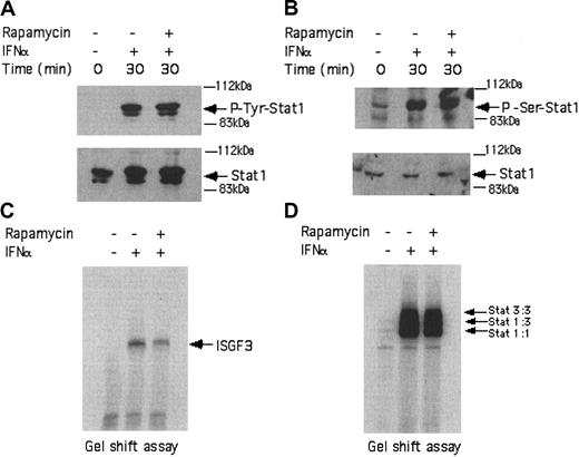 Figure 3. IFNα-dependent activation of Stat complexes in KT-1 cells is mTOR independent. (A) KT-1 cells were preincubated with rapamycin for 60 minutes and were subsequently treated with IFNα, as indicated. Top panel shows an immunoblot with an anti-phospho-Tyr701 Stat1 antibody. Bottom panel shows reprobing the same blot with an anti-Stat1 antibody. (B) Similar experiment as in panel A, except that an antibody against the phosphorylated form of Stat1 on serine 727 was used in the immunoblot shown in the top panel. (C) Actively growing KT-1 cells were preincubated for 30 minutes with rapamycin, as indicated. The cells were subsequently treated with IFNα, as indicated. Nuclear extracts were reacted with 40 000 cpm of a 32P-labeled interferon-stimulated response element (ISRE) probe and complexes were resolved by native gel electrophoresis and visualized by autoradiography. (D) Similar experiment to the one shown in panel C, except that a 32P-labeled SIE probe was used.