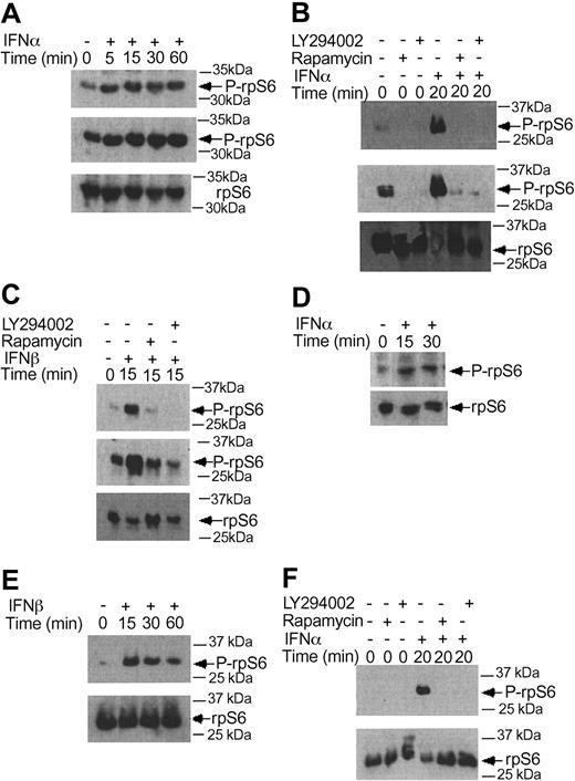 Figure 5. IFNα and IFNβ induce phosphorylation of the S6 ribosomal protein, in a PI 3′kinase- and mTOR-dependent manner. (A) KT-1 cells were treated with IFNα for different times, as indicated. Top panel shows an immunoblot with an antibody against the phosphorylated form of the S6 ribosomal protein on serines 235/236. Middle panel shows longer exposure of the same blot. Bottom panel shows reprobing of the same blot with an anti-S6 ribosomal protein antibody. (B) KT-1 cells were pre-incubated for 30 minutes with the indicated inhibitors and the cells were subsequently treated with IFNα. Top panel shows an immunoblot with an antibody against the phosphorylated form of the S6 ribosomal protein on serines 235/236. Middle panel shows longer exposure of the same blot. Bottom panel shows reprobing of the same blot with an anti-S6 ribosomal protein antibody. (C) Similar experiment to the one shown in panel B, except that IFNβ was used instead of IFNα. (D) KT-1 cells were treated with IFNα for different times, as indicated. Top panel shows an immunoblot with an antibody against the phosphorylated form of the S6 ribosomal protein on serines 240/244. Bottom panel shows reprobing of the same blot with an anti-S6 ribosomal protein antibody. (E) Similar experiment to the one shown in panel D, except that IFNβ was used instead of IFNα. (F) KT-1 cells were preincubated for 30 minutes in the presence or absence of LY294 002 or rapamycin, and were subsequently treated with IFNα, as indicated. Top panel shows an immunoblot with an antibody against the phosphorylated form of the S6 ribosomal protein on serines 240/244. Bottom panel shows reprobing of the same blot with an anti-S6 ribosomal protein antibody.