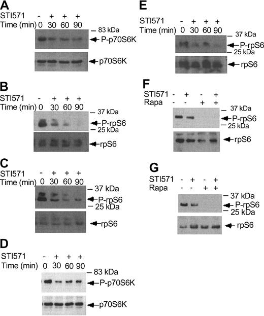 Figure 6. Imatinib mesylate inhibits phosphorylation/activation of p70 S6 kinase and the S6 ribosomal protein. (A) KT-1 cells were treated with imatinib mesylate (1 μM) for different time points, as indicated. Top panel shows immunoblotting of total cell lysates with an anti-phospho-Thr421/Ser-424 p70 S6 kinase antibody. Bottom panel shows reprobing of the same blot with an anti-p70 S6K antibody. (B) KT-1 cells were treated with imatinib mesylate for different times as indicated. Top panel shows an immunoblot of total cell lysates with an antibody against the phosphorylated form of the S6 ribosomal protein on serines 235/236. Bottom panel shows reprobing of the same blot with an anti-S6 ribosomal protein antibody. (C) KT-1 cells were treated with imatinib mesylate for different time points, as indicated. Top panel shows an immunoblot with an antibody against the phosphorylated form of the S6 ribosomal protein on serines 240/244. Bottom panel shows reprobing of the same blot with an anti-S6 ribosomal protein antibody. (D) K562 cells were treated with imatinib mesylate (1 μM) for different times, as indicated. Top panel shows immunoblotting of total cell lysates with an anti-phospho-Thr421/Ser-424 p70 S6 kinase antibody. Bottom panel shows reprobing of the same blot with an anti-p70 S6 kinase antibody. (E) K562 cells were treated with imatinib mesylate for different times as indicated. Top panel shows an immunoblot of total cell lysates with an antibody against the phosphorylated form of the S6 ribosomal protein on serines 235/236. Bottom panel shows reprobing of the same blot with an anti-S6 ribosomal protein antibody. (F) K562 cells were treated with imatinib mesylate and/or rapamycin for 120 minutes, as indicated. Top panel shows immunoblotting of total cell lysates with an antibody against the phosphorylated form of the S6 ribosomal protein on serines 235/236. Bottom panel shows reprobing of the same blot with an anti-S6 ribosomal protein antibody. (G) Similar experiment to the one shown in panel F, except that an antibody against the phosphorylated form of the S6 ribosomal protein on serines 240/244 was used for immunoblotting in the top panel.