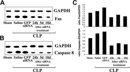 Figure 2. Semiquantitative RT-PCR showing a representative change mRNA levels of caspase-8 and Fas in the liver relative to GAPDH after siRNA treatment. Total RNA was isolated from mice 24 hours, 5 days (d5), or 10 days (d10) after CLP or sham surgery. Animals that underwent CLP received normal saline, GFP siRNA, Fas siRNA, or caspase-8 siRNA 30 minutes after surgery. (A) Fas mRNA levels after CLP/Fas siRNA treatment. (B) caspase-8 mRNA levels after CLP/caspase siRNA treatment. Levels are decreased to sham levels at 24 hours, 5 days, and 10 days after CLP/Fas or caspase-8 siRNA treatment. (C) Densitometry analysis of the intensity of mRNA bands for Fas and caspase-8 relative to GAPDH. Experiment was repeated three times.