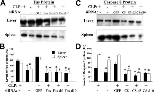 Figure 3. Protein levels in both the liver and spleen after Fas or caspase-8 treatment as shown by Western blot. Total protein was isolated from mice 24 hours, 5 days (d5), or 10 days (d10) after CLP or sham surgery. Western blot band density (in arbitrary densitometric units, AU) for Fas (A, B) and caspase-8 (C, D). Blots in panels A and C are representative of 3 separate repeat experiments. ▪ represents the liver; □, the spleen. *P < .05 versus CLP/saline and CLP/GFP siRNA controls, t test (n = 4/group). Data are presented as mean ± SE of the mean.